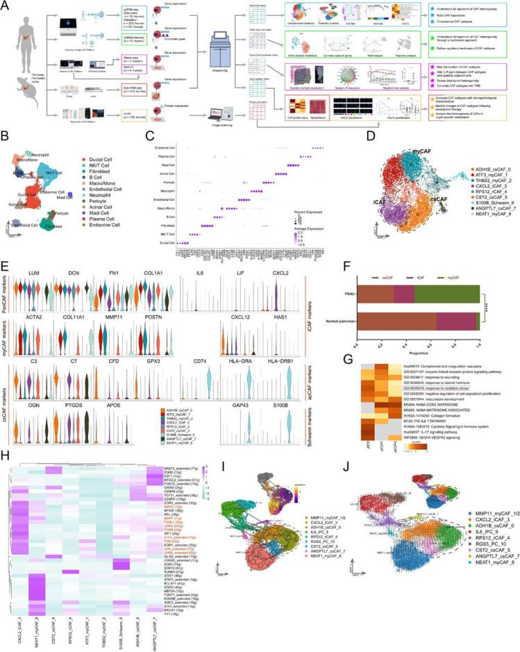 图1. 利用scRNA-seq对人类癌相关成纤维细胞（CAF）亚型进行鉴定与表征